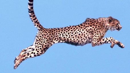 How to make it: перевод на бюджет