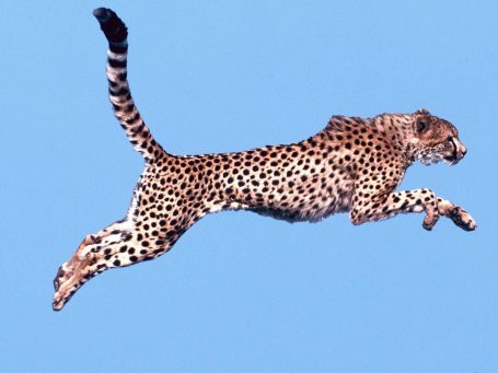 How to make it: перевод на бюджет