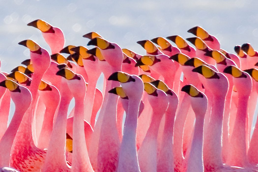 family-flamingos-uhd-image