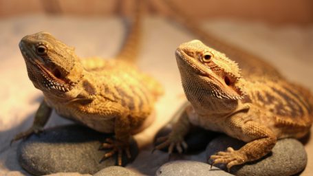 Он не лает, не кусается