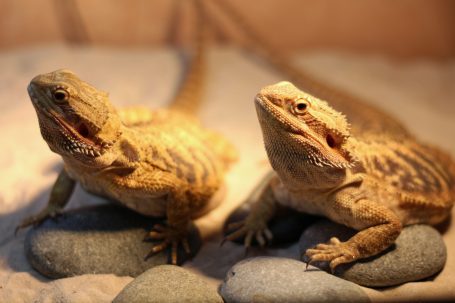 Он не лает, не кусается